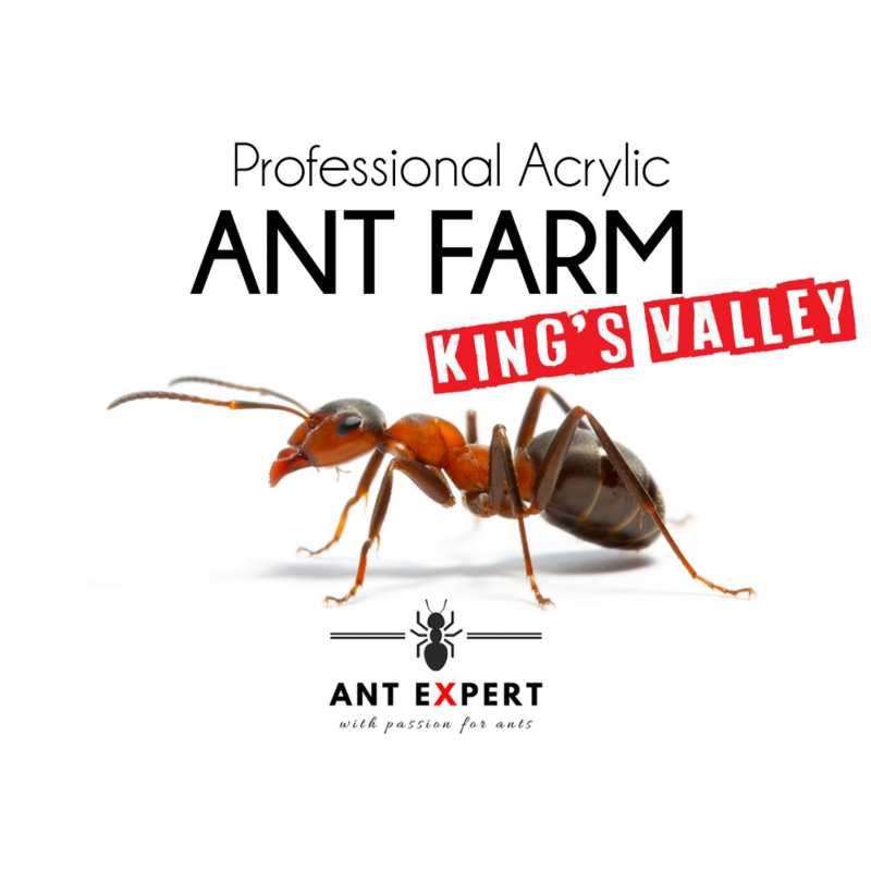 Ant Expert King's Valley formicarium