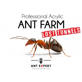 Ant Expert Tunnels Perdus - Professional Formicarium