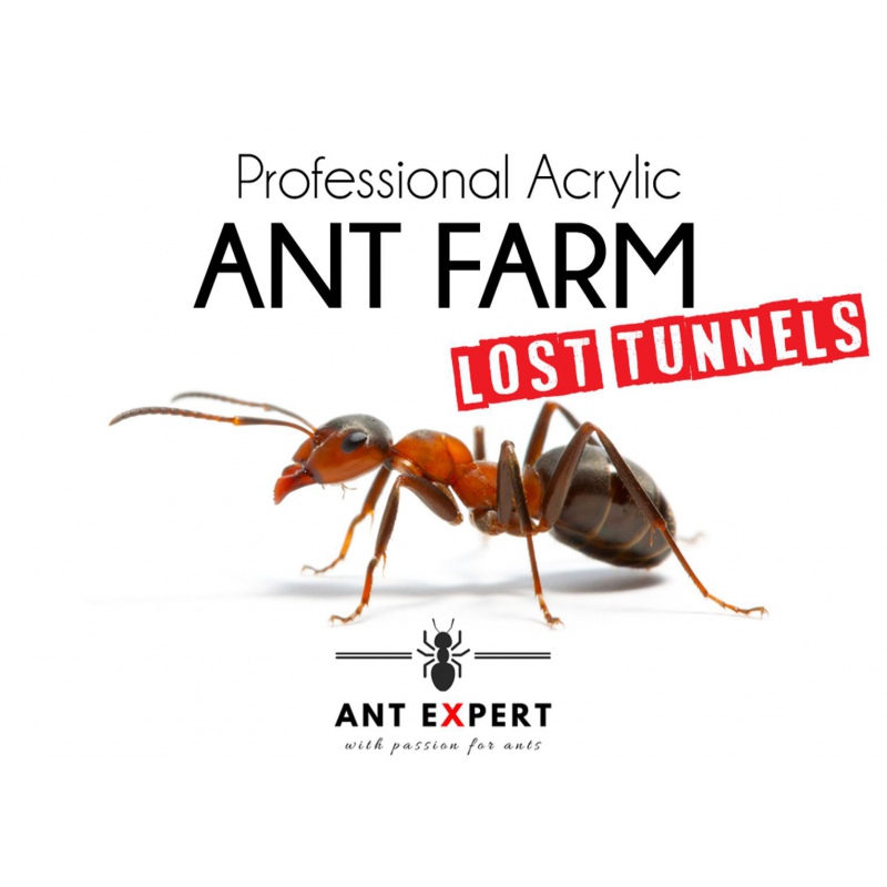 Ant Expert Tunnels Perdus - Professional Formicarium