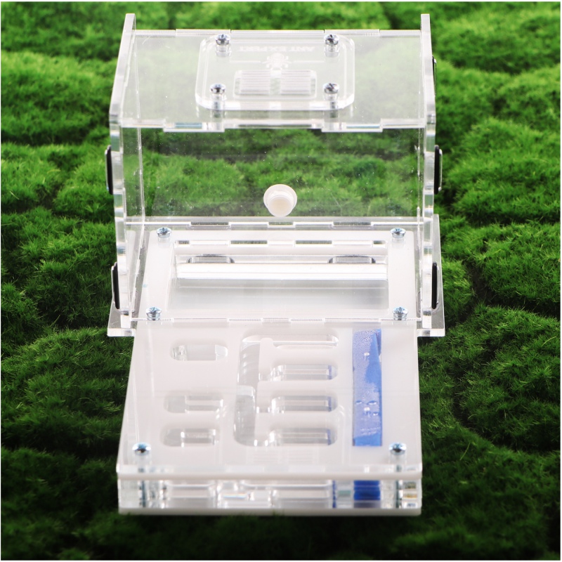 Ant Expert Tunnels Perdus - Professional Formicarium