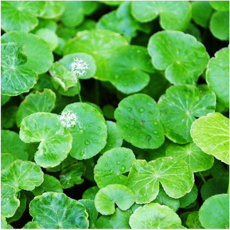 Eco Plant - Hydrocotyle Leucocephala invitro