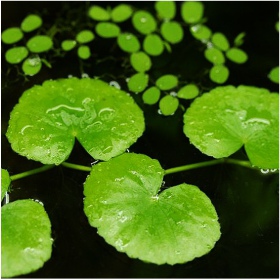 Hydrocotyle Leucocephala у маленькому кубку