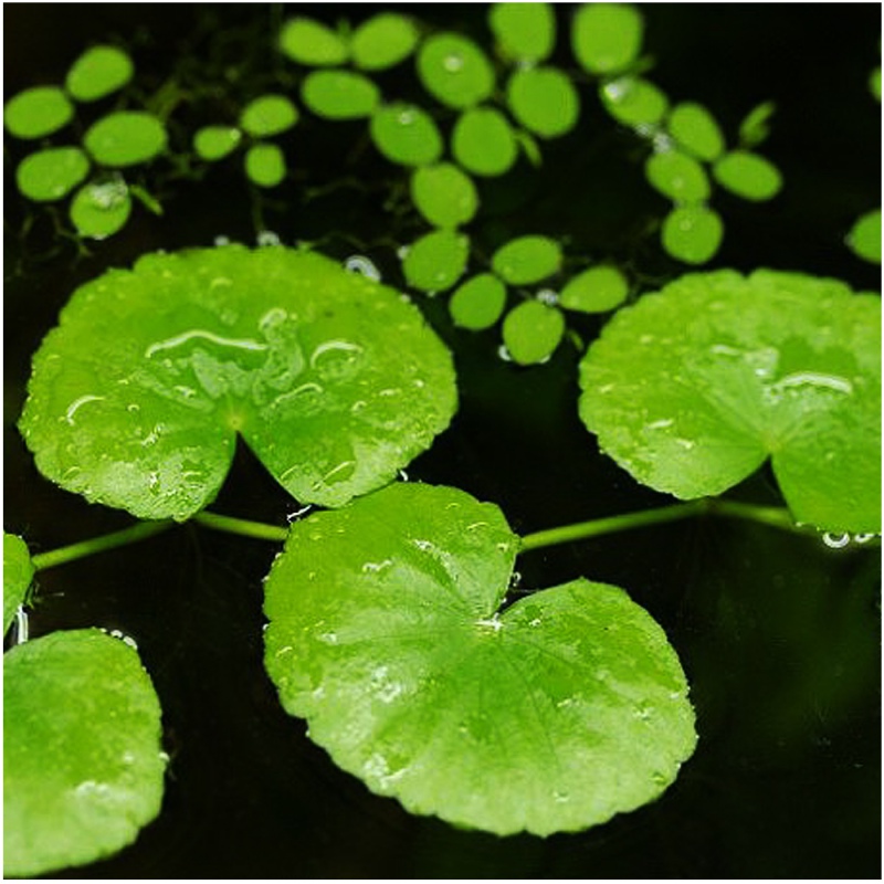 Eco Plant - Hydrocotyle Leucocephala - roślina invitro mały kubek