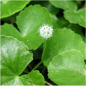 Hydrocotyle Leucocephala em copo