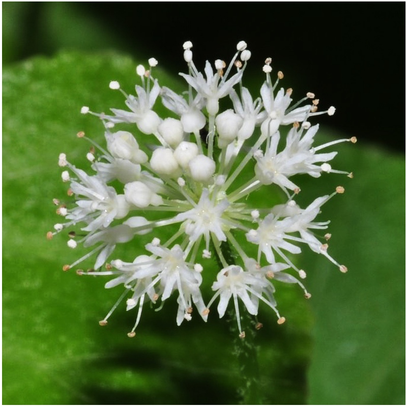 Rostlina Hydrocotyle Leucocephala v kelímku