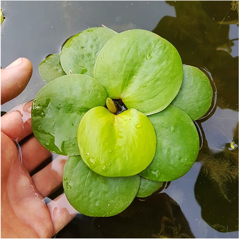 Eco Plant - Limnobium laevigatum - roślina invitro mały kubek