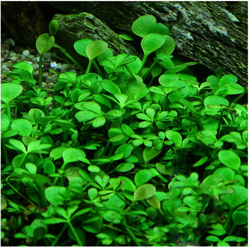 Marsilea Hirsuta augalas puodelyje