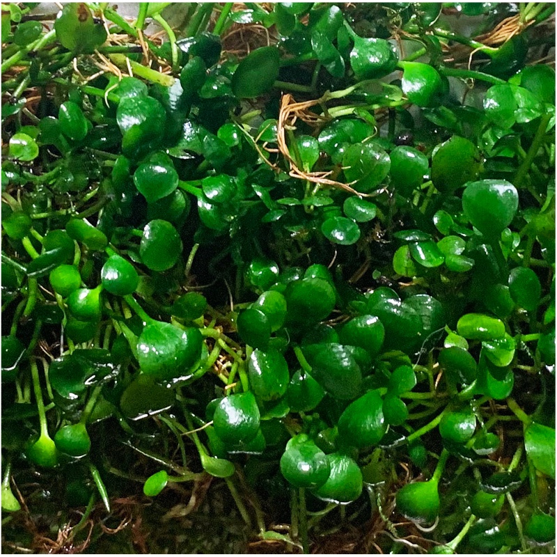 Marsilea Hirsuta in vitro kasvi