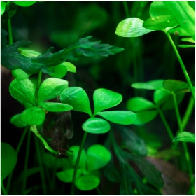 Planta Marsilea Hirsuta em copo