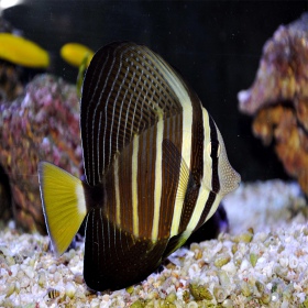 Zebrasoma veliferum