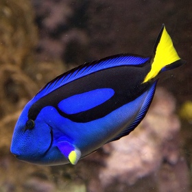 Paracanthurus hepatus