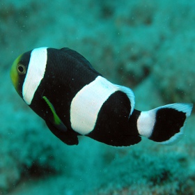 Amphiprion polymnus