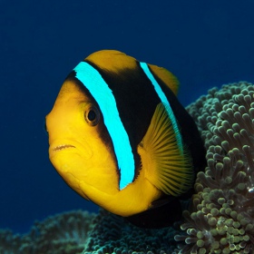 Amphiprion chrysopterus