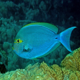 Acanthurus mata