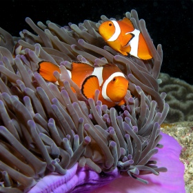 Amphiprion ocellaris