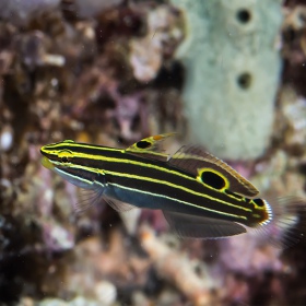 Amblygobius hectori