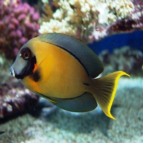 Acanthurus pyroferus