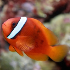 Amphiprion frenatus