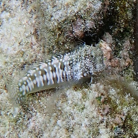 Salarias fasciatus