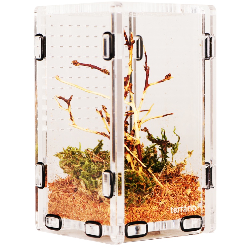 Terrario Mantis Area S - Acrylic Terrarium