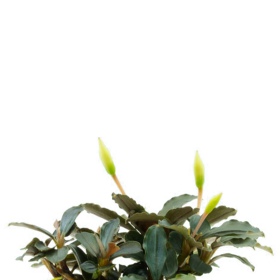 Eco Plant - Bucephalandra Mini Invitro