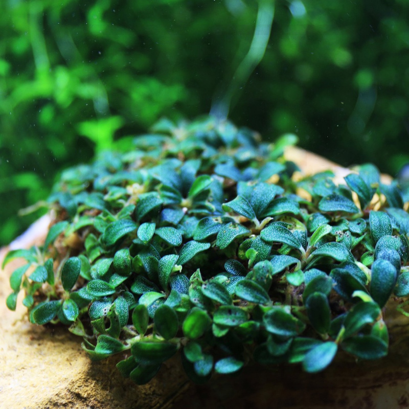 Bucephalandra sp 'Mini' i in vitro kopp