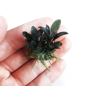 Bucephalandra sp 'Mini' i in vitro kopp