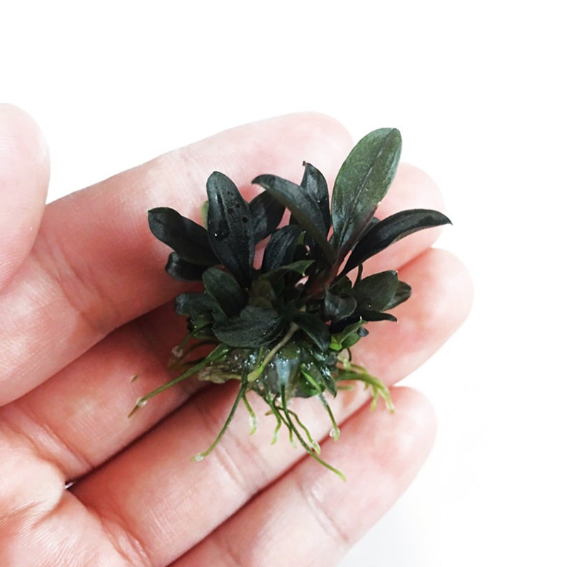 Bucephalandra sp 'Mini' i in vitro kopp