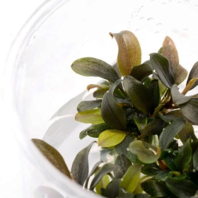 Bucephalandra sp 'Mini' i in vitro kopp