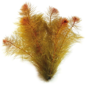 Myriophyllum Mattogrossense RED - piękna roślina akwariowa