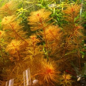 Myriophyllum Mattogrossense RED у малому горщику