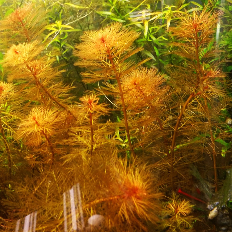 Myriophyllum Mattogrossense RED en vaso pequeño