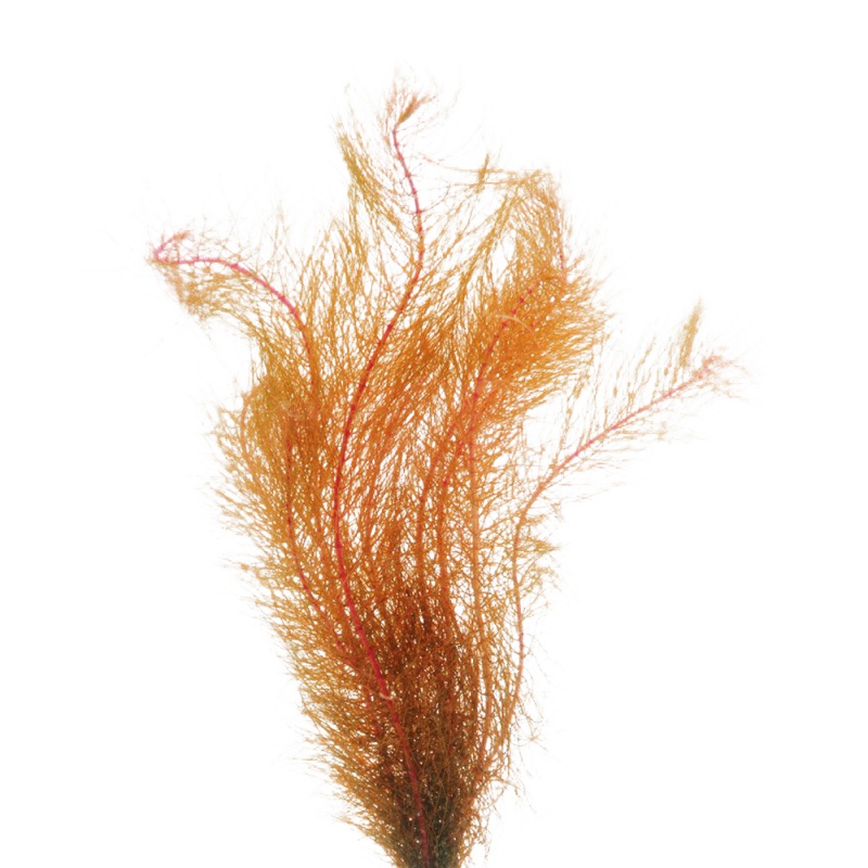 Myriophyllum Mattogrossense RED у малому горщику