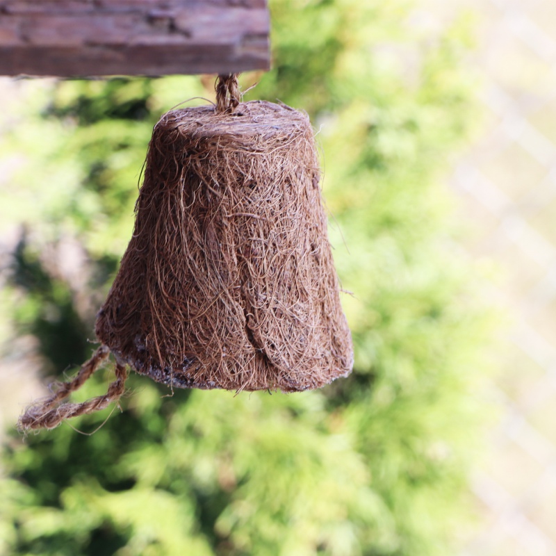 Alegia Rundvet met Zaden voor Wilde Vogels