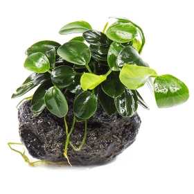 Саженец Anubias Nana Petite в стакане