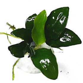 Anubias Nana Petite - Pflegeleichte Aquarienpflanze