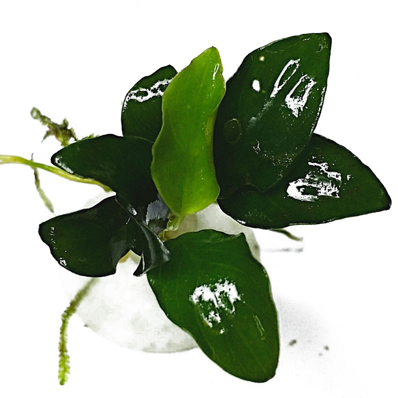 Anubias Nana Petite растение в аквариум