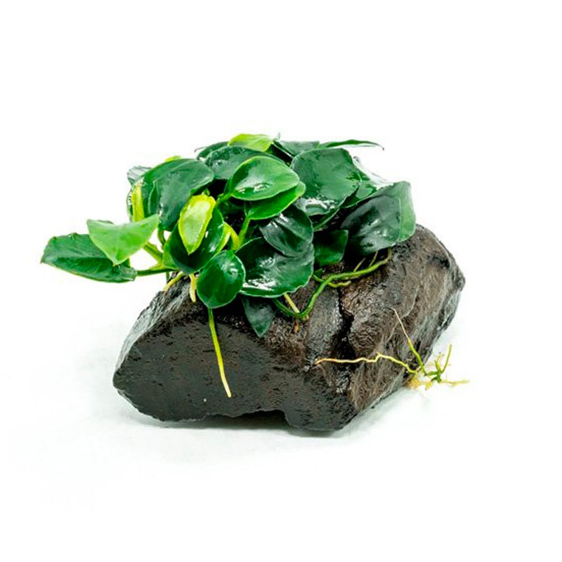 Eco Plant - Anubias Nana Petite - Invitro mały kubek