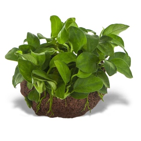 Eco Plant - Anubias Nana Petite - Invitro mały kubek