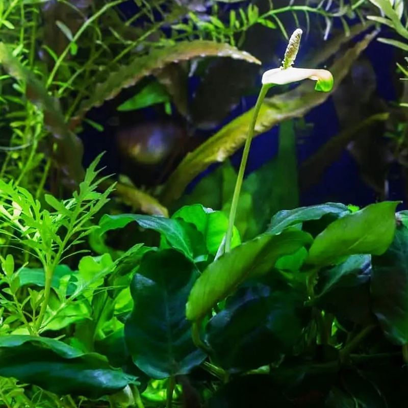 Anubias Nana Petite - Pflegeleichte Aquarienpflanze