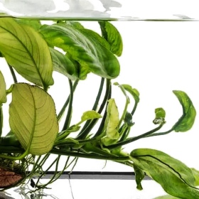 Eco Plant - Anubias Nana Petite - Invitro mały kubek