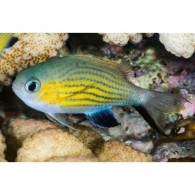 Chromis Vanderbilt