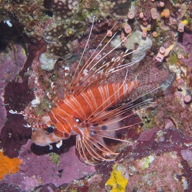 Pterois antennata