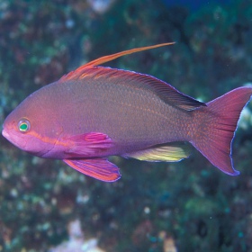 Pseudoanthias squannipinnis – samiec