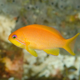 Pseudoanthias squannipinnis – samica