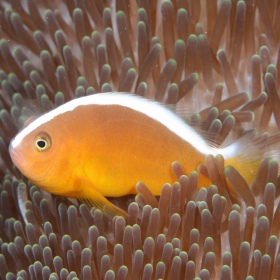 Amphiprion akallopisos