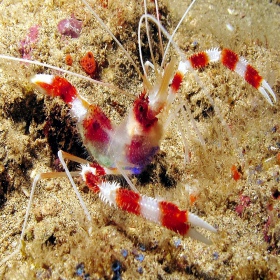 Stenopus hispidus