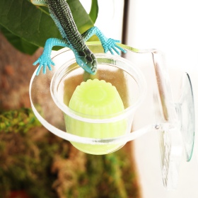 Terrario Gecko Bar Invisible - Hanging Bowl