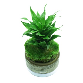 YOKUCHI HAISUI BASE 0,5L - För terrarium