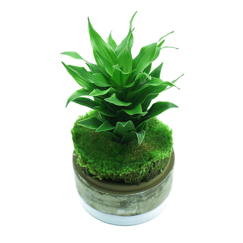 YOKUCHI HAISUI BASE 0,5L - Drenagem para Terrário